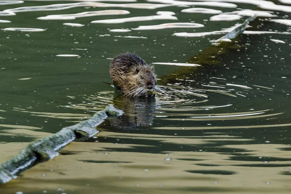 Een Kleine Bever Het Water — Stockfoto