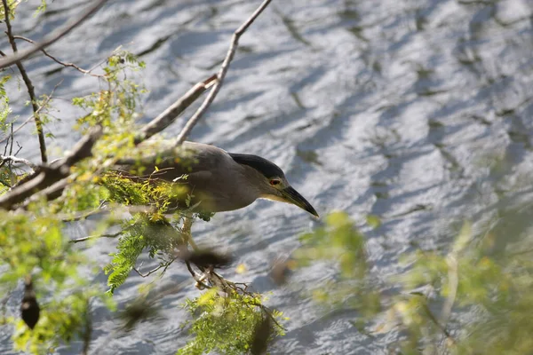 Oiseau Sur Arbre — Photo