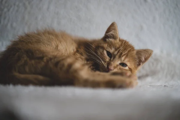 Yerde Yatan Sevimli Kedi — Stok fotoğraf