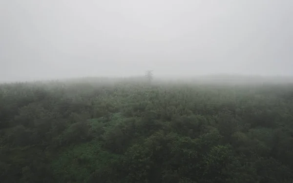 Ceață Dimineață Ceață Pădure — Fotografie, imagine de stoc