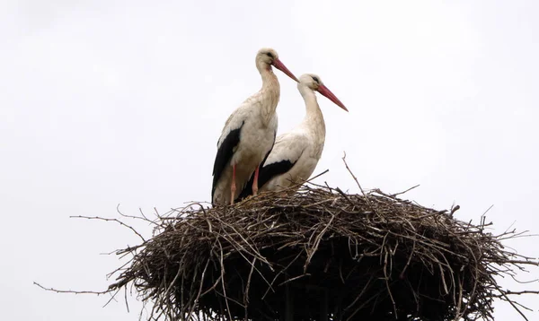 Weißstorch Auf Dem Nest — Stockfoto