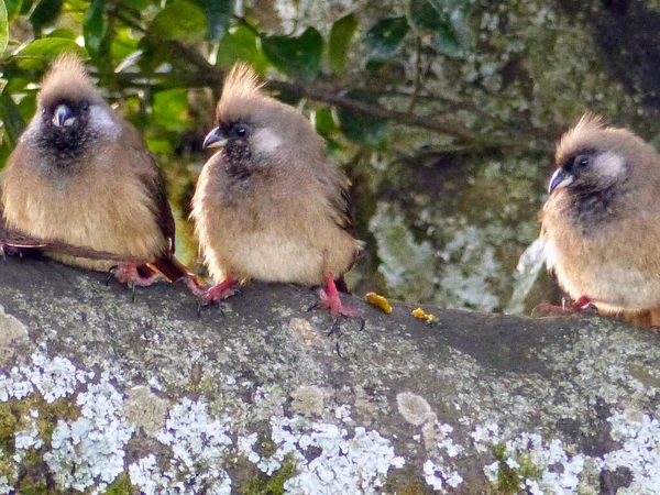 Niedlicher Kleiner Vogel Garten — Stockfoto