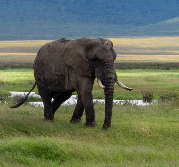 Afrikanischer Elefant Der Savanne Von Kenia — Stockfoto