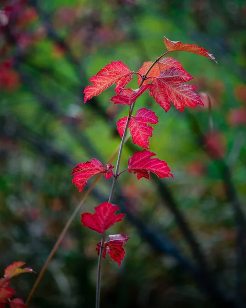 Rode Bladeren Het Bos — Stockfoto