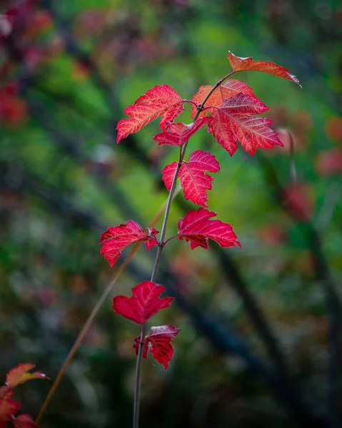 Feuilles Rouges Dans Forêt — Photo