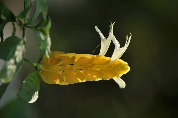 Flor Amarilla Sobre Fondo Verde — Foto de Stock