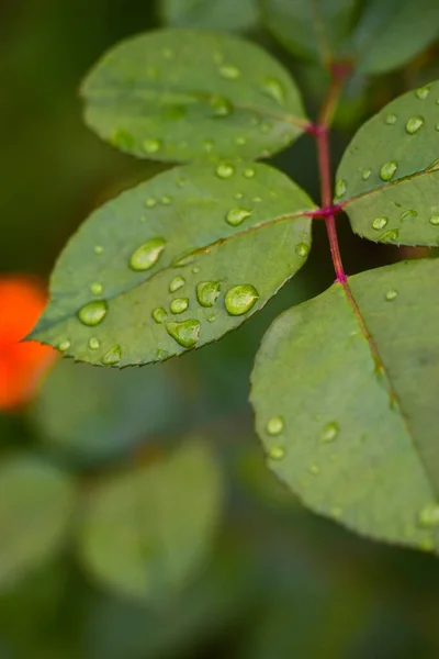 Piękne Botaniczne Ujęcie Naturalna Tapeta — Zdjęcie stockowe