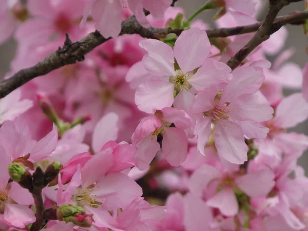 Pink Sakura Flowers Tree — Stock Photo, Image