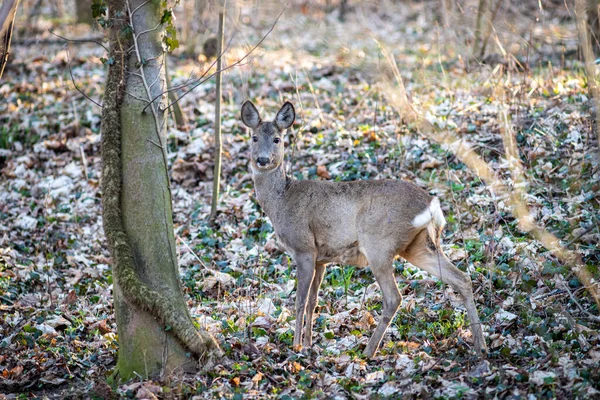 Ein Junges Reh Wald — Stockfoto