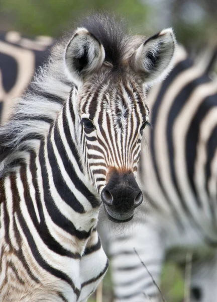 Close Zebra — Stock Photo, Image
