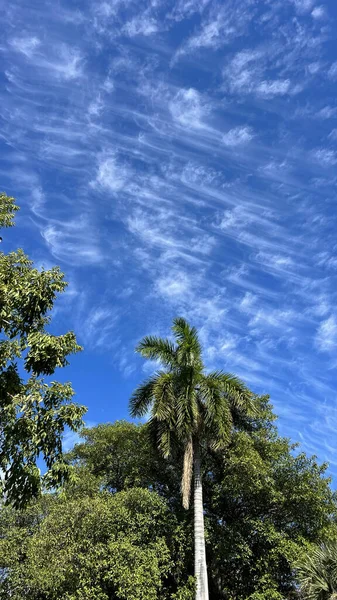 Palmeira Céu — Fotografia de Stock