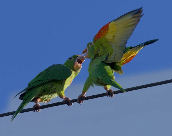 Par Loros Sentados Una Rama Árbol —  Fotos de Stock