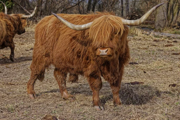 Primer Plano Una Vaca Marrón Con Cuernos Grandes —  Fotos de Stock