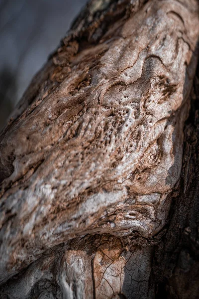 Close Tree Tround — стоковое фото