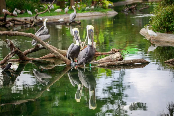 池の鳥が — ストック写真