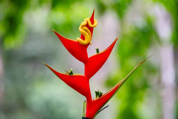 Belle Fleur Rouge Dans Jardin — Photo