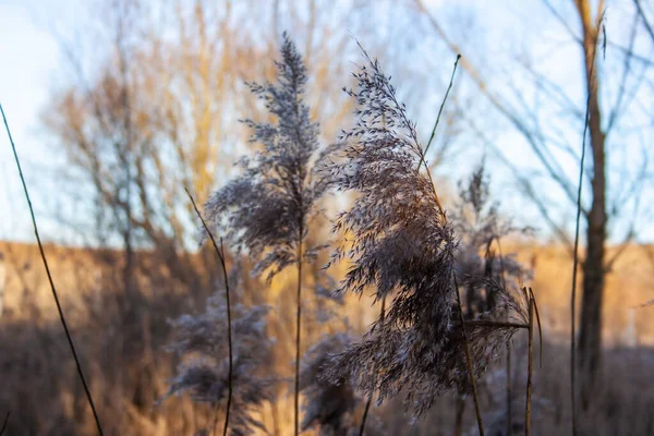 Herbe Sèche Dans Forêt — Photo