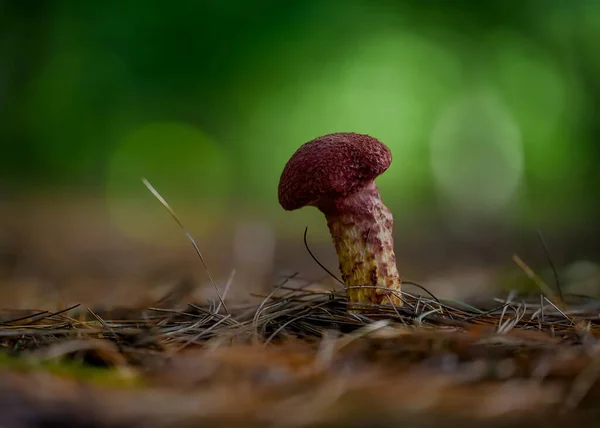 Mushrooms Forest — Stock Photo, Image