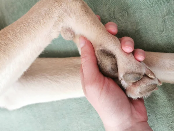 Primer Plano Una Mano Hombre Con Perro — Foto de Stock