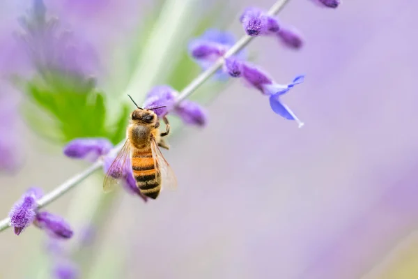 Pollen Abeille Sur Une Fleur — Photo