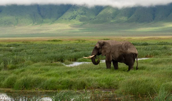 Elefante Sabana Kenya — Foto de Stock
