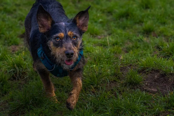 Ormandaki Köpek — Stok fotoğraf