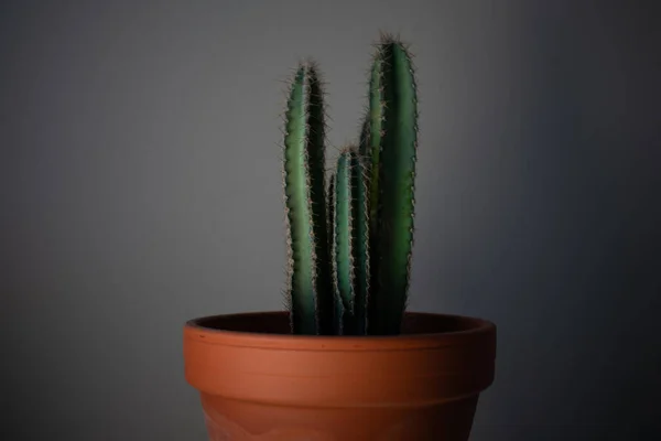 Cactus Una Pentola Sfondo Nero — Foto Stock