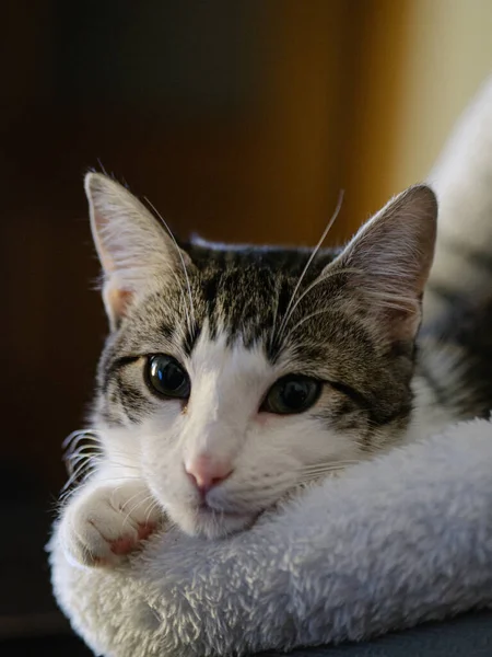 Retrato Lindo Gato —  Fotos de Stock