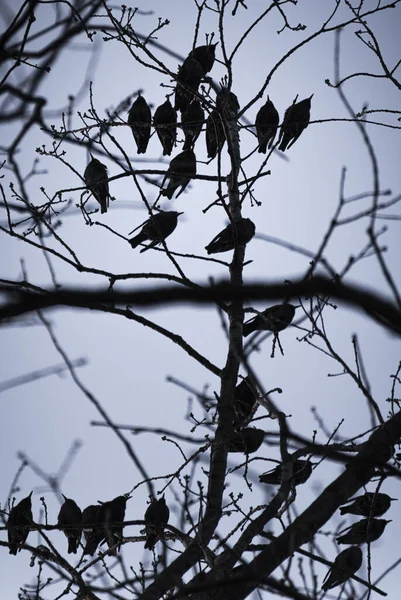 Silhouet Van Een Boom Het Bos — Stockfoto