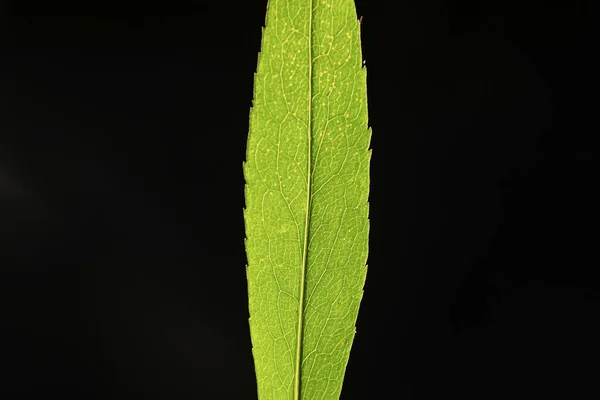 Grön Löv Bakgrund Naturlig Flora Och Natur — Stockfoto