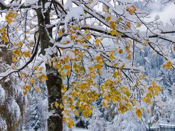 Frysta Grenar Träd Snön — Stockfoto