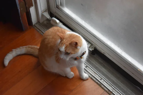 Кошка Сидящая Подоконнике — стоковое фото