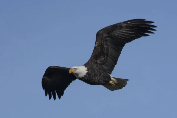 Aquila Calva Che Vola Nel Cielo — Foto Stock