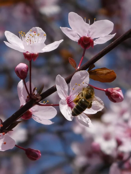 Vackra Blommor Trädgården — Stockfoto