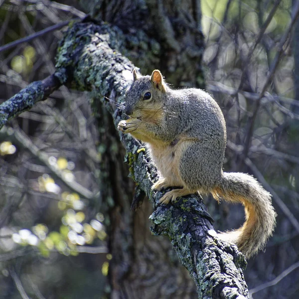 Ardilla Árbol Parque Fondo Naturaleza — Foto de Stock