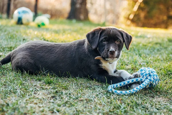 Pies Leżący Trawie — Zdjęcie stockowe