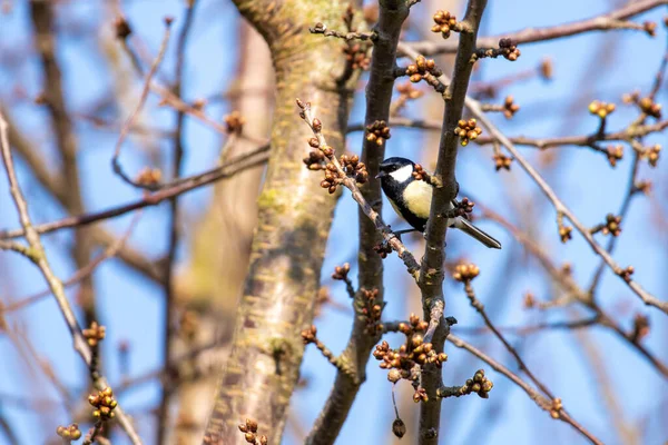 Vogel Een Boom Het Voorjaar — Stockfoto