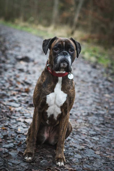 Şirin Bir Köpeğin Portresi — Stok fotoğraf