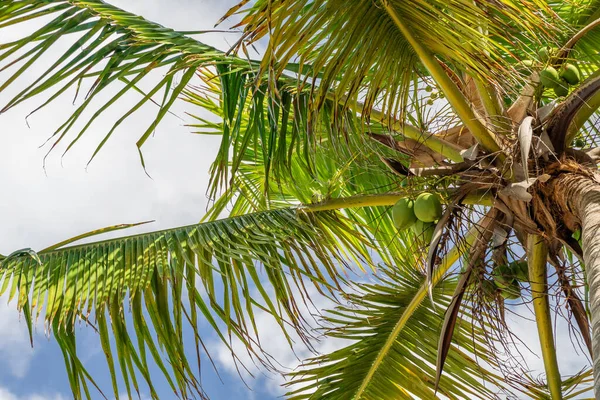 Kokosnoot Palmboom Het Strand — Stockfoto