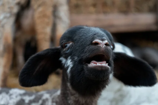 Retrato Preto Branco Cão Bonito — Fotografia de Stock