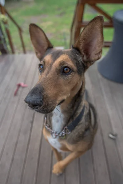 Hond Het Park — Stockfoto