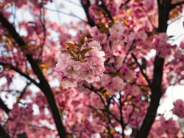 Krásné Růžové Sakura Květiny Zahradě — Stock fotografie