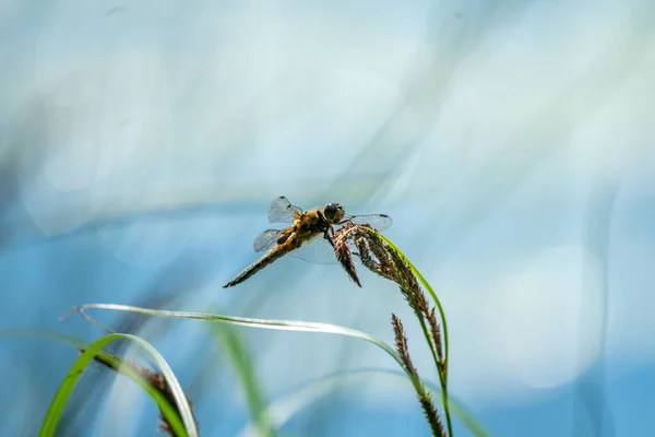 Una Pequeña Libélula Está Sobre Una Hierba Verde Jardín —  Fotos de Stock