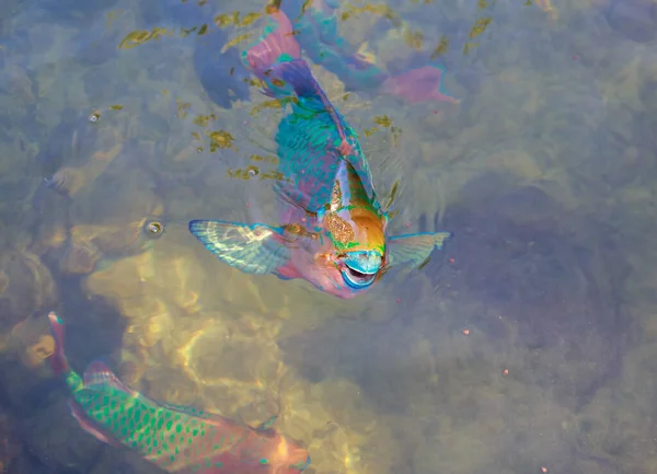 Риба Воді — стокове фото