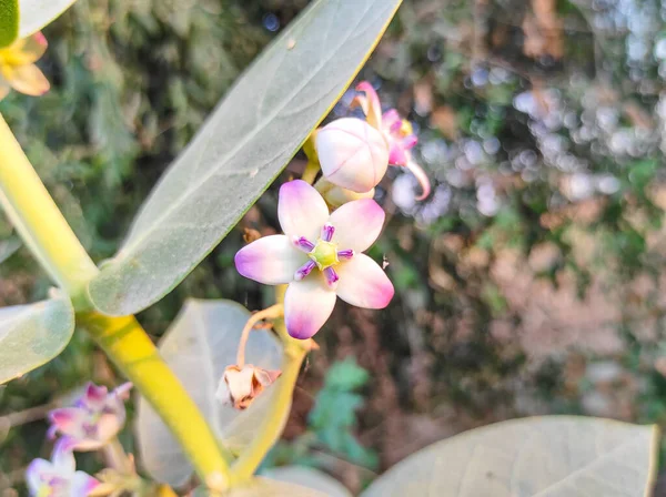 Piękne Botaniczne Ujęcie Naturalna Tapeta — Zdjęcie stockowe