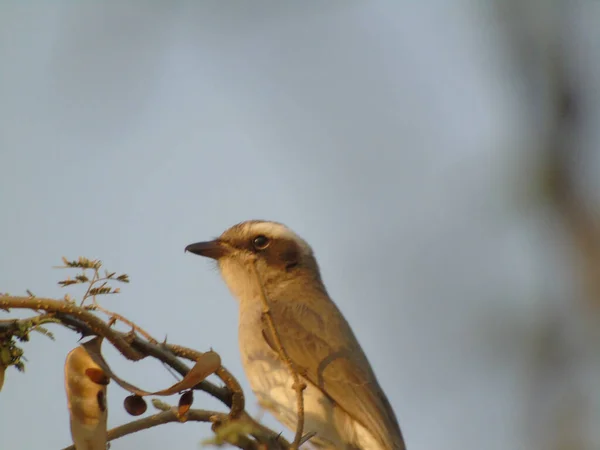 Vogel Een Tak — Stockfoto