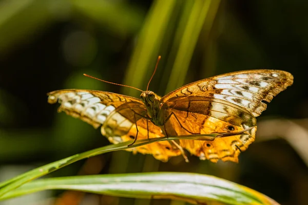 Mariposa Una Flor —  Fotos de Stock