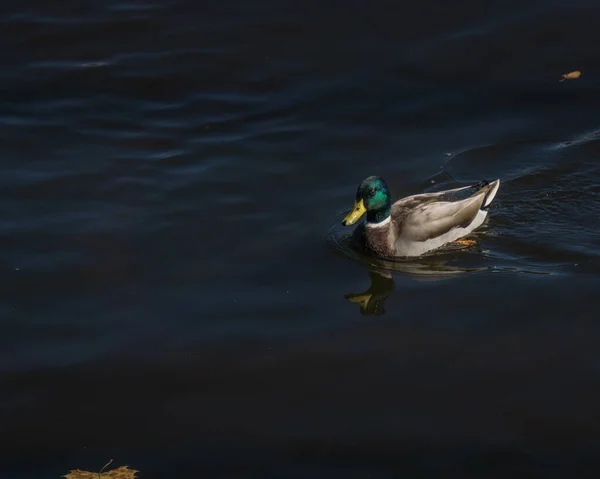野鸭鸭在水里游泳 — 图库照片