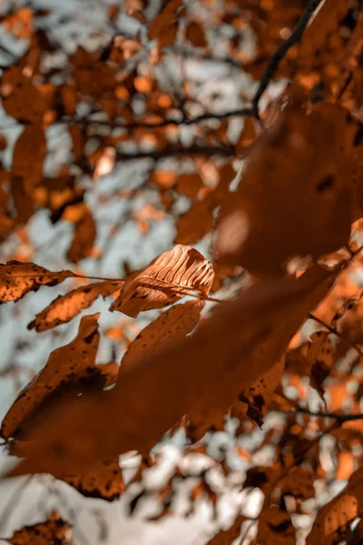 Schöne Herbstblätter Herbstzeit — Stockfoto