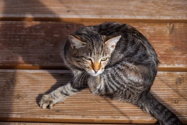 Tahta Arka Plandaki Kedi — Stok fotoğraf